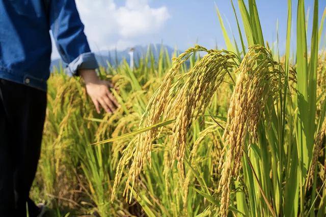 世界餐桌韶关丝苗米太有料｜广货行天下mg不朽情缘游戏登录入口从粤北粮仓到(图1)